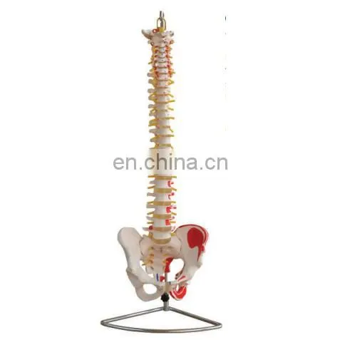 Factory Made MKR-104C Medical Anatomical Skull Model With Colored Bones photo-4