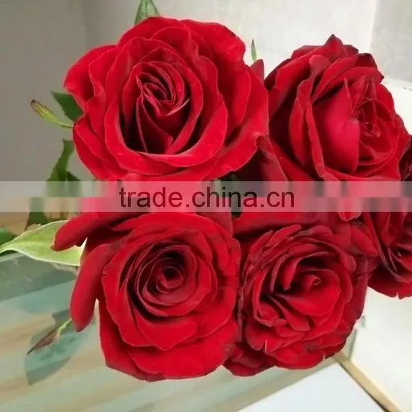 Factory New Coming Natural Black Magic Rose photo-4