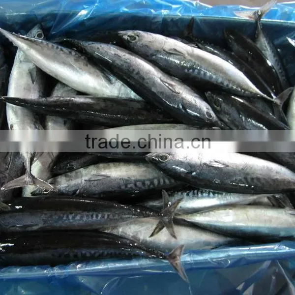 FROZEN BONITO photo-5