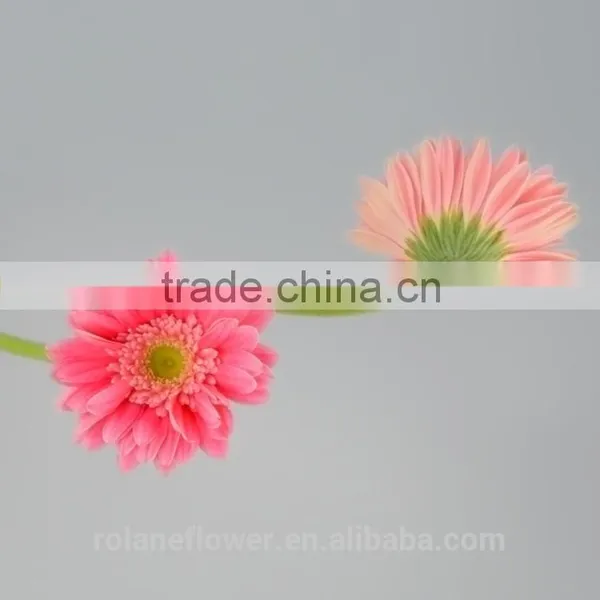 Kunming Flower Export Long Stem Glass Flowers Pvc Flower Stem With 70-80cm Long From Yunnan, China photo-5