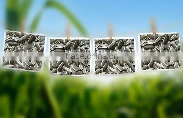 Wholesale Sunflower Seeds 5009 for Human Consumption photo-4