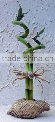 Top Quality Lucky Bamboo With Lower Price 25cm Spiral Lucky Bamboo
