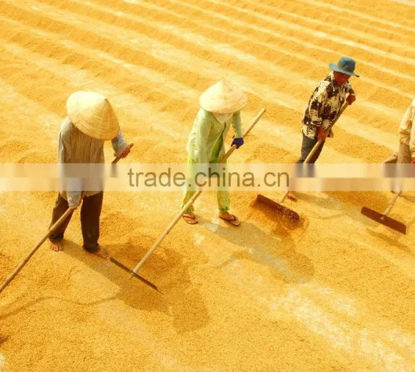 Jasmine Rice Vietnam Origin 5% Broken(Viber/Whatsaap: 0084965152844)