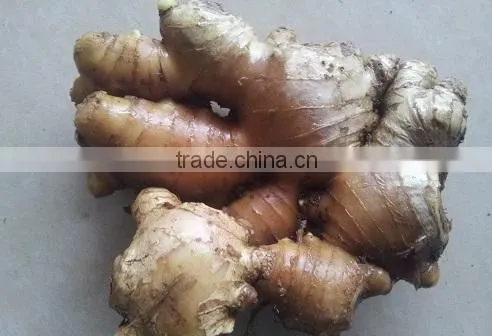 Fresh Ginger- 150g, 200g photo-2