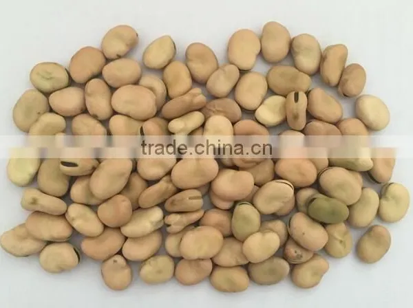 Broad Green Beans With Marketing Price for Hot Sale With HACCP&ISO photo-4