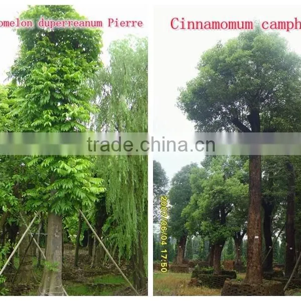 for Outdoor Landscaping Ornamental Bonsai Plants photo-3