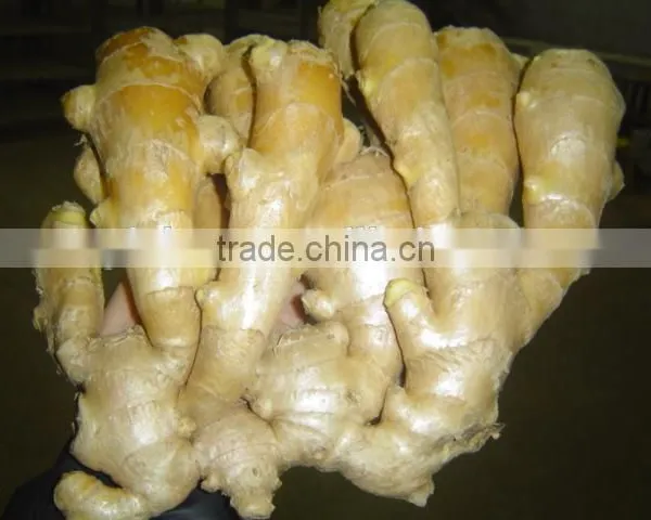 Fresh Mature Ginger photo-3