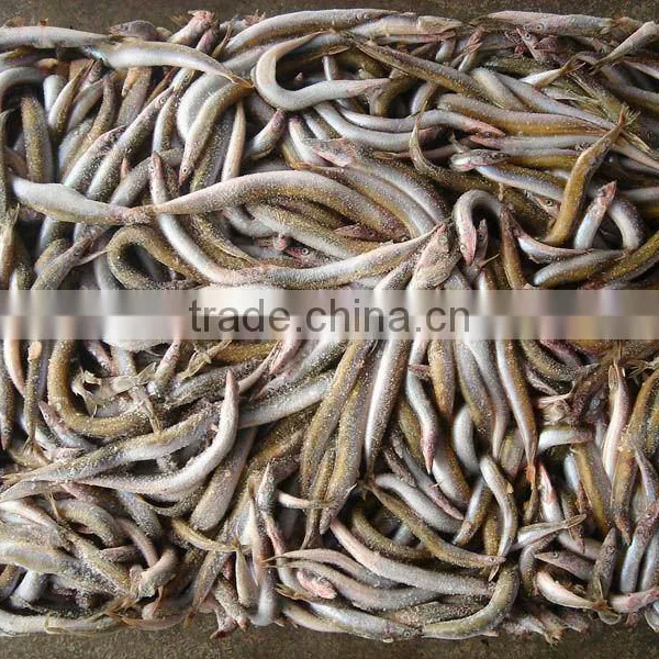 Sand Lance