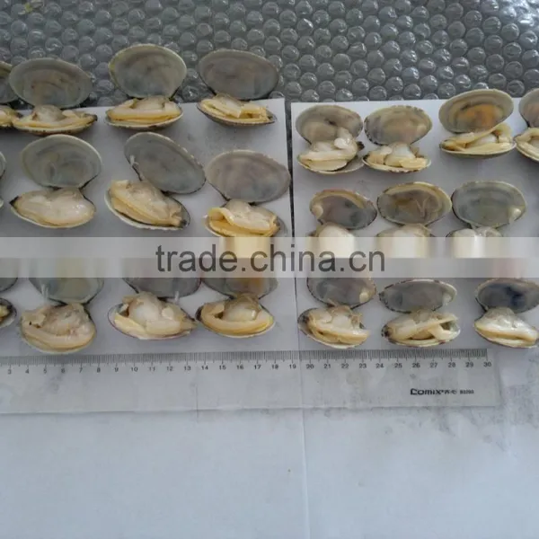 High Frozen Vacuum Packed Short Necked Clam photo-2