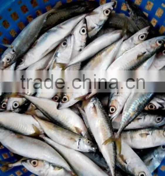 Frozen Pacific Mackerel Fish Good Quality photo-6