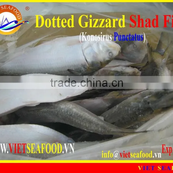 FROZEN DOTTED GIZZARD SHAD FISH W/R photo-4