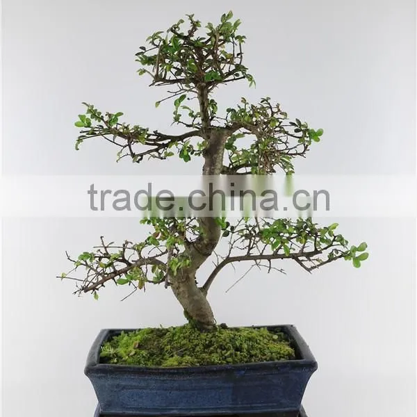 Chinese Elm Indoor Plant photo-2