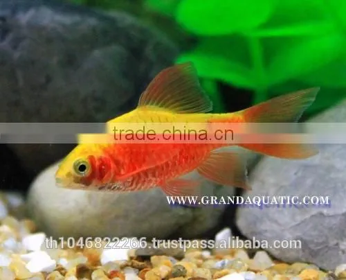 Rosy Barb Fish Farm For Sale and Export photo-2