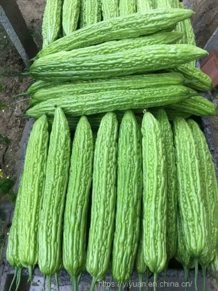Hybrid Bitter Gourd Seeds/bitter Melon Seeds For Sale No.77 photo-2