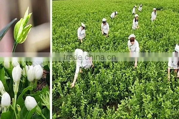 Chinese Traditional Jasmine Tea Nutral Jasmine Tea photo-5