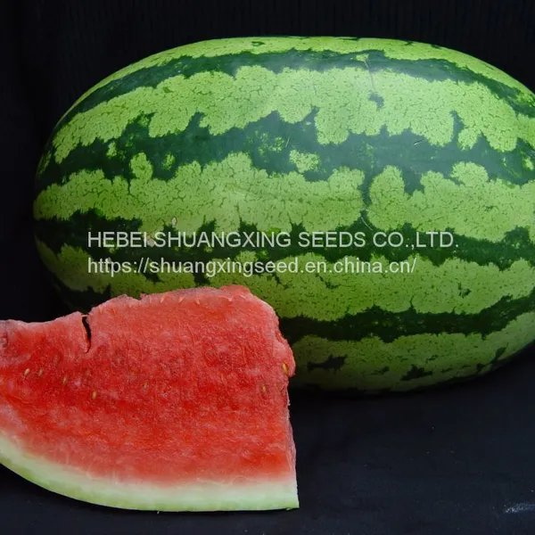 Emperor 8th Oval Shape Good Adaptability Hybrid Watermelon Seeds photo-4