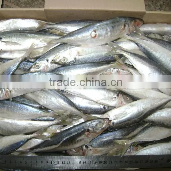 Frozen Pacific Mackerel Fish Seafrozen for Common Use photo-5