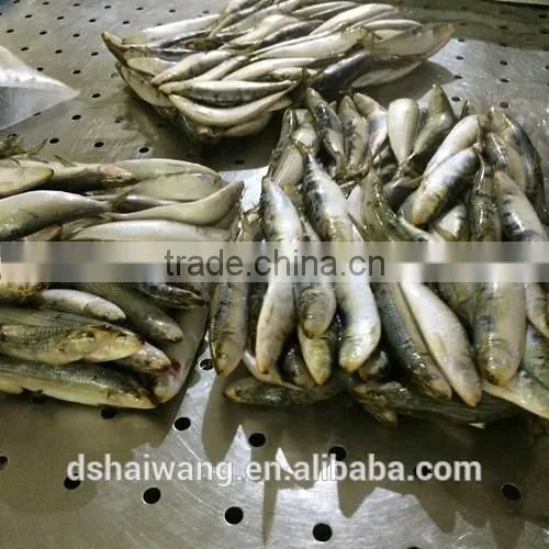 New Coming W/R Frozen Sardine With Size 8 - 9 Pcs / kg photo-4