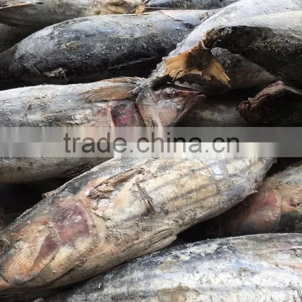 Whole Round 3.4kgs up Frozen Skipjack Tuna Fish photo-4