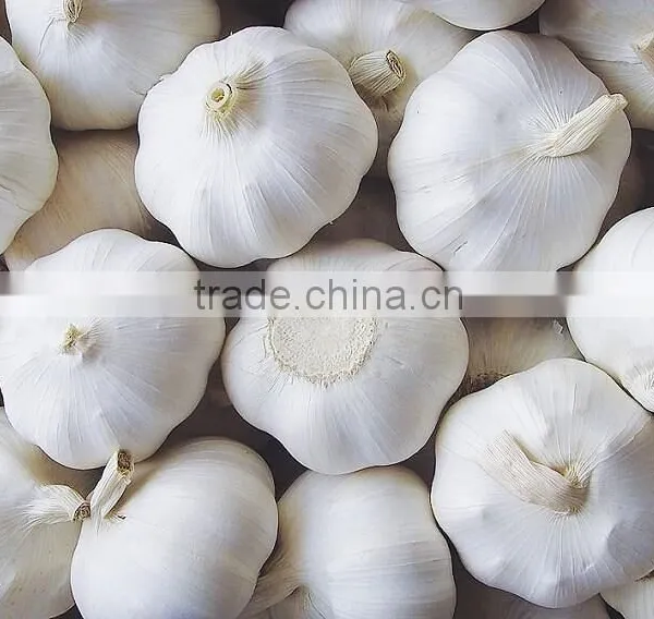 Chinese Pure White Garlic photo-2