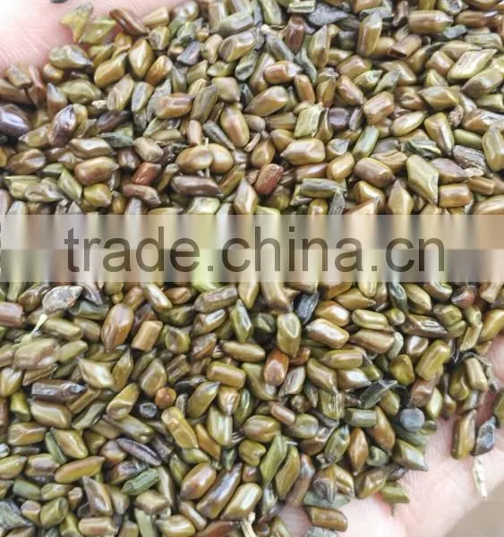 CASSIA TORA SEED BOLD QUALITY FROM INDIA photo-3