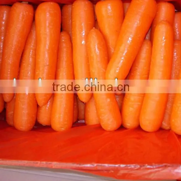 Fresh Carrot Fresh Vegetable High Demand Products Carrot photo-4