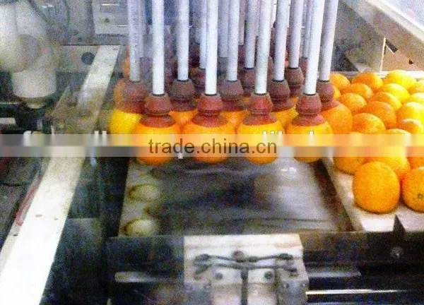 Fresh Navel Orange High Quality photo-5
