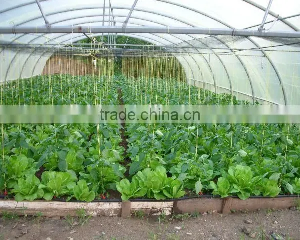 Simple Structure Tunnel Greenhouse For Vegetables/Flowers/Fruits photo-6