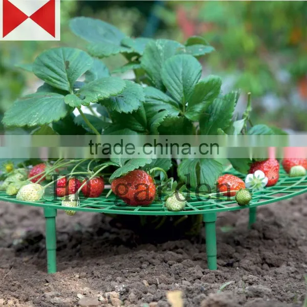 Strawberry Support photo-6