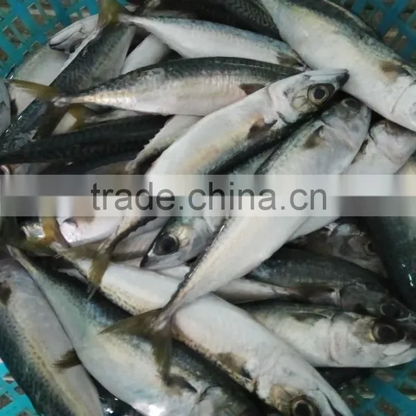 Frozen W/R Pacific Mackerel Good-quality Fresh Fish Seafood