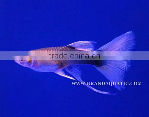 Guppy Fish / Ornamental Fish Exporter photo-3