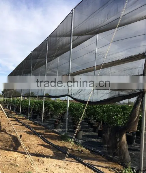 Mandarine Tree - Citrus Reticulata photo-5