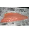 Chum Salmon