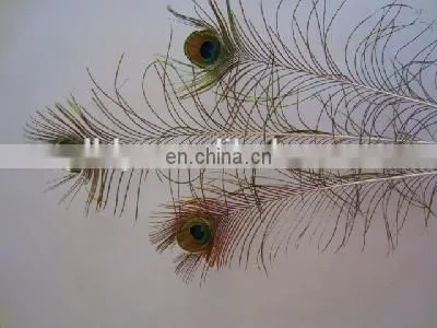 Factory Directly Sale Wholesale Top Quality Peacock Feathers in Stock photo-4