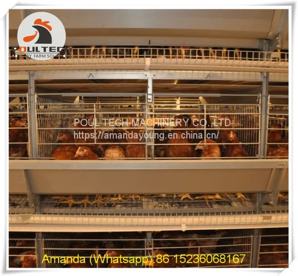 Iran Poultry Farming & Chicken Farming Battery Chicken Cage & Layer Cage & Chicken Coop & Hen Coop & Laying Hen Cage in Chicken House photo-2