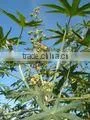 Pure Egyptian Castor Oil Medical Grade
