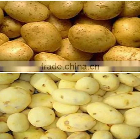 High Efficiency Stainless Steel Potatoes/carrots Washing Machine and Peeling Machine photo-6