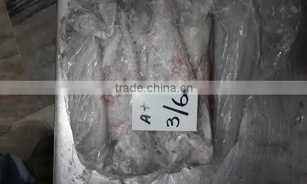 Loligo Squid photo-3