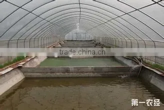 Tilapia Indoor Fish Farming in China
