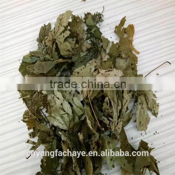 Health Tea Sweet Tea Extract Rubusoside Sweet Tea Leaf photo-4