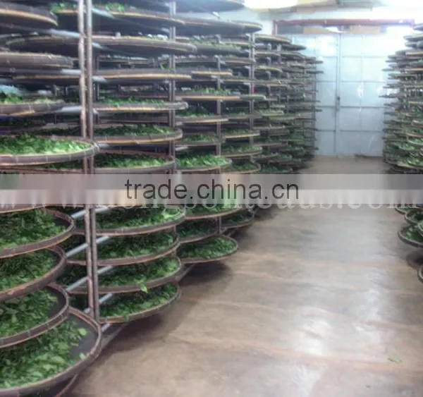 Green Oolong Tea photo-6