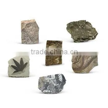 Deluxe Authentic Plant Leaf Fossils Dig Kit photo-5