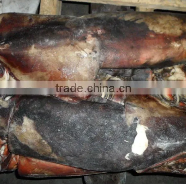 Frozen Giant Squid