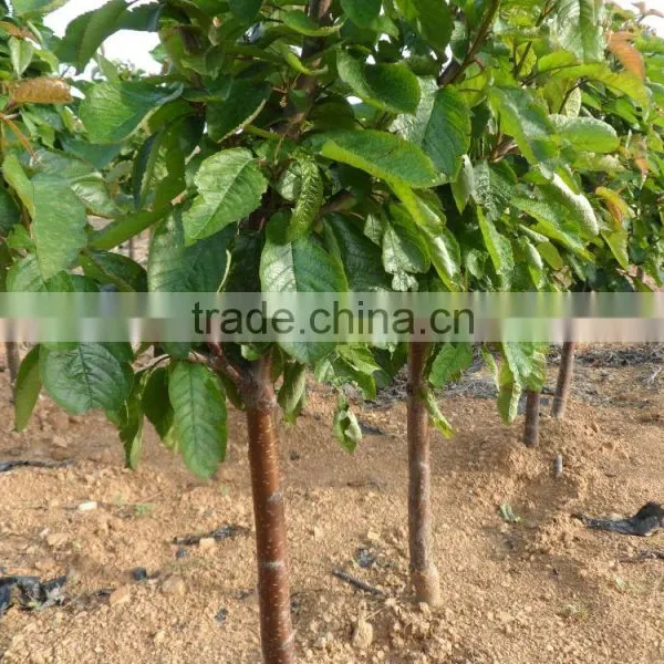 Cherry Tree Seedling photo-4