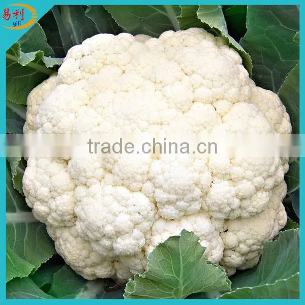 Supply White Frozen Cauliflower Floret