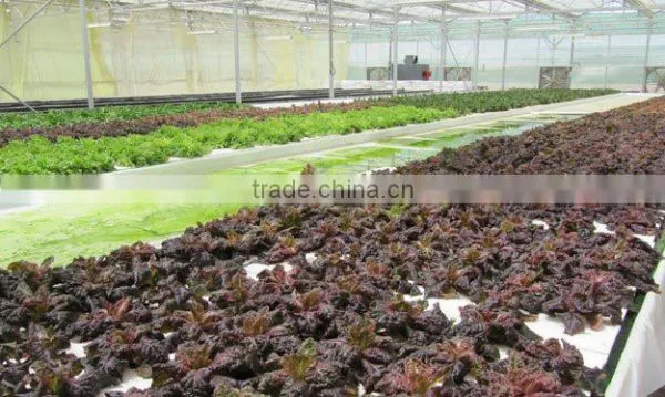 Production and Growing Greenhouse-3 photo-5