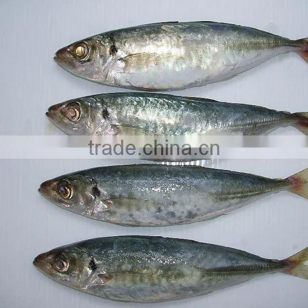 FROZEN HORSE MACKEREL/PACIFIC MACKEREL/SPANISH MACKEREL