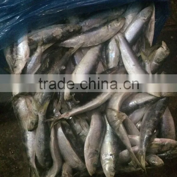 Fresh Frozen Sardine (Sardinella Longiceps) WR for Canning photo-3