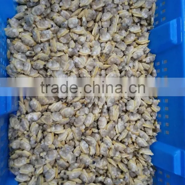 Frozen Natural Taste High Quality X-checked Clam Meat for Sale photo-5
