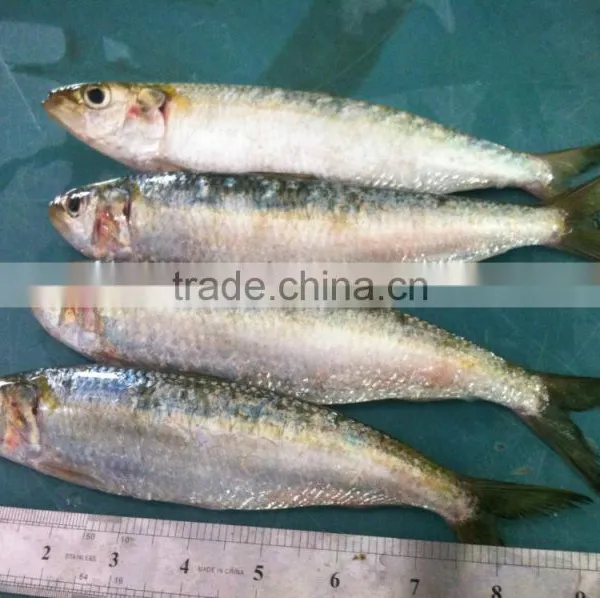 Sardine photo-3
